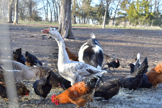 Duck and Chickens