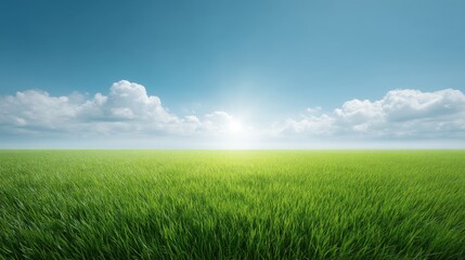 Obraz premium Expansive Green Field Under Bright Blue Sky and Soft White Clouds Illuminated by Morning Sunlight