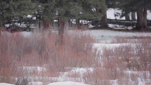 Bull moose antlers barely visible in reeds 