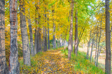 Fototapeta premium Golden Birch Forest on an Autumn Morning in Huangyuan County, Qinghai, China