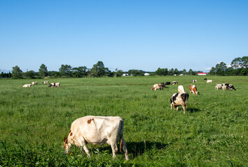 Grazing dairy cows across wide green pasture in summer, Bekkai, Hokkaido, Japan