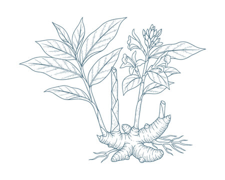 Turmeric plant vector illustration sketch hand drawn style for spice and herb packaging design