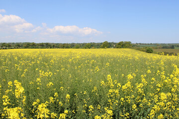 Naklejka premium Canola field in bloom on a sunny day with clouds in County Meath, Ireland