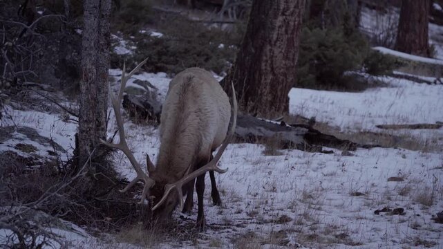 Mature bull elk feeding in snow 