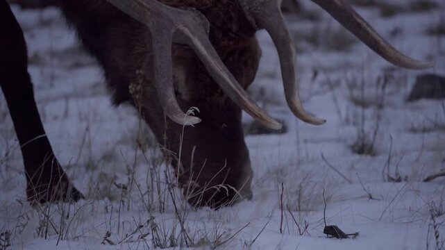 Bull elk feeding extreem closeup winter 