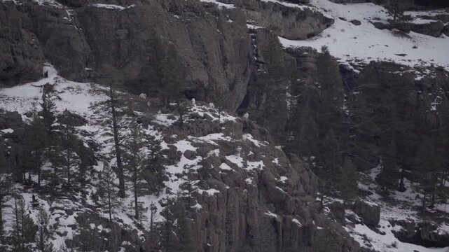 Mountain goats on distant cliffside in winter 