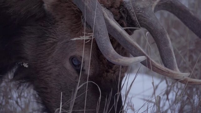 Bull elk feeding on grass extreme closeup 