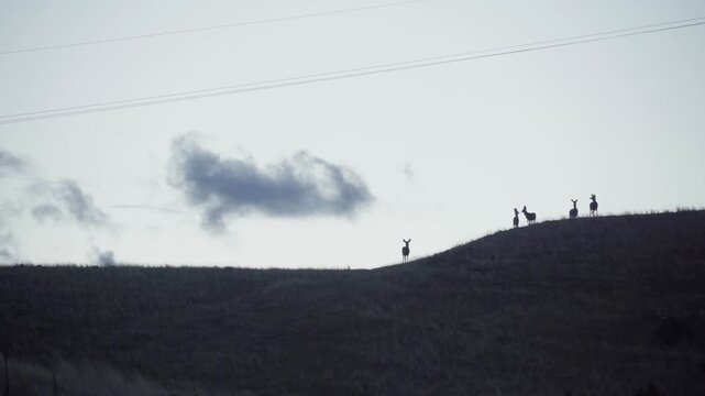 Deer silhouetted on hillside 