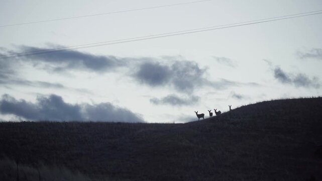 Deer silhouetted against sky 