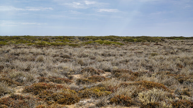 South Australia, Bunda Cliffs, are characterized by a surprisingly hardy, low-lying, and specialized vegetation that thrives in a harsh, saline, and wind-swept environment.