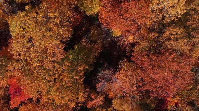 Rise out of peak fall color trees 