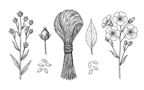 Flax plant vector illustration with seeds and flowers on transparent background