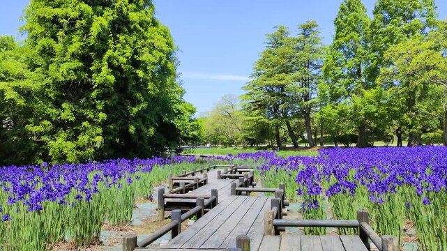 鶴岡公園のアヤメの花とアヤメ園の木道