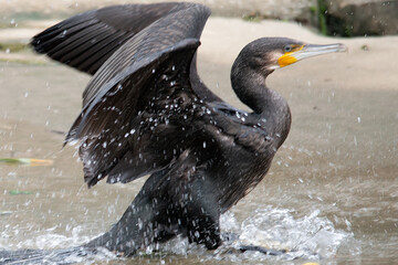 カワウの羽ばたき
