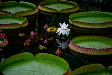 熱帯スイレンの池