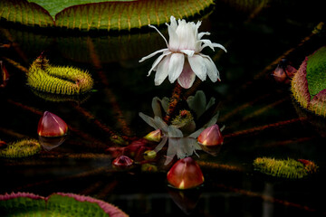 熱帯スイレンの咲く池