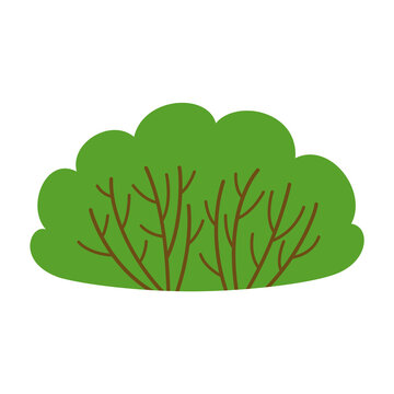 Green bush shrub plant design element isolated on white background.