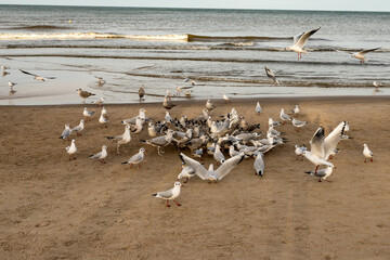 stado mew śmieszek nad Morzem Bałtyckim w Kołobrzegu, Chroicocephalus ridibundus © © Jakacki