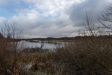 Bagna w parku w Kołobrzegu, tereny bagienne © © Jakacki