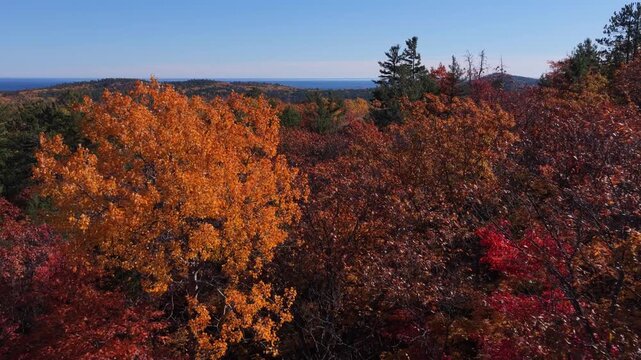 Fly through leaves in peak fall colors 