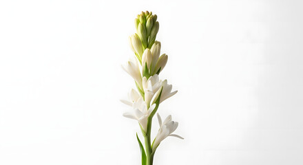 Fototapeta premium Tuberose Flowers Macro Isolated on White Background with Elegant White Blossoms