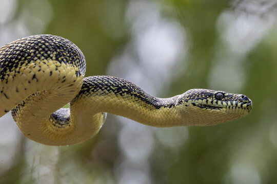 Close up of an Australian Diamond Python