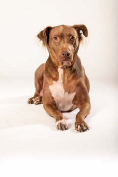 Mixed Breed Medium Sized Brown Dog Laying Down on a White Backdrop