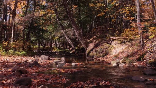 Picturesque forest creek peak fall colors 