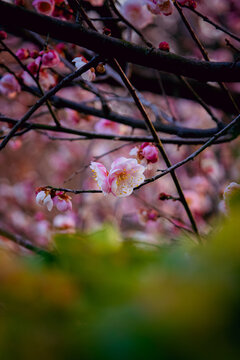 Pink Plum Blossoms Blooming on Branch in Winter Garden Wuhan China