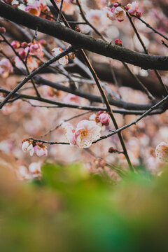 Beautiful Pink Plum Blossoms with Soft Natural Background
