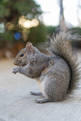 Cute grey squirrel sitting on concrete ground and eating a nut in a city park