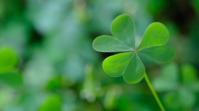 Fresh green clover representing good fortune and holiday spirit with soft focus nature background for banners and visual communication.
