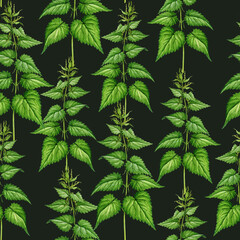Fototapeta premium Stinging nettle plant seamless pattern hand drawn watercolor illustration. Urtica dioica vintage style botanical image. Nettle medicinal wild herb seamless pattern decor element on dark background