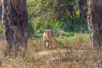 Lion walking towards between trees in Ngorongoro crater © Brian Scantlebury