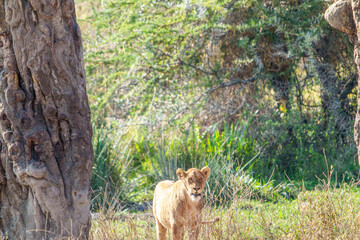 Lion walking towards between trees in Ngorongoro crater © Brian Scantlebury