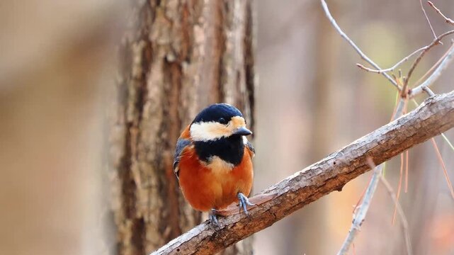 森の中で見つけたものを、しっかりと押さえてつついているヤマガラのクローズアップ。力強い動き。野生の生命力。餌付けされていない自然な姿。