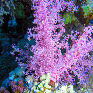 Pink Soft Coral (Dendronephthya) on Tropical Reef &ndash; Vibrant Underwater Marine Life Scene
