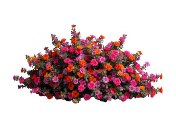 Naklejka premium Vibrant flowering bush with pink and orange flowers, lush green leaves, a blooming garden plant with transparent background
