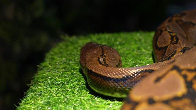 Reticulated Python moving on artificial grass in studio shot - 4K
