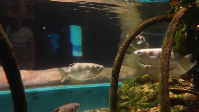 Archerfish Swimming Gracefully Underwater in Aquarium, Close Up, 4K Footage