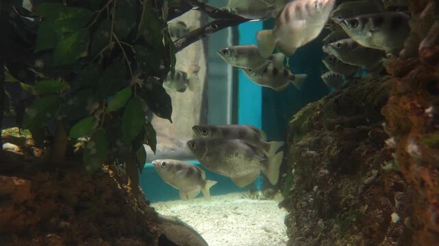 Archerfish Swimming in Aquarium Environment, Close-up, Sony A7M4, High Quality