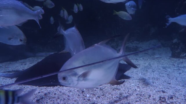 Stingray Resting on Seabed with Fish Swimming Around, Cinematic 4K