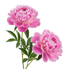 Obraz premium Pink peonies with green leaves on transparent background