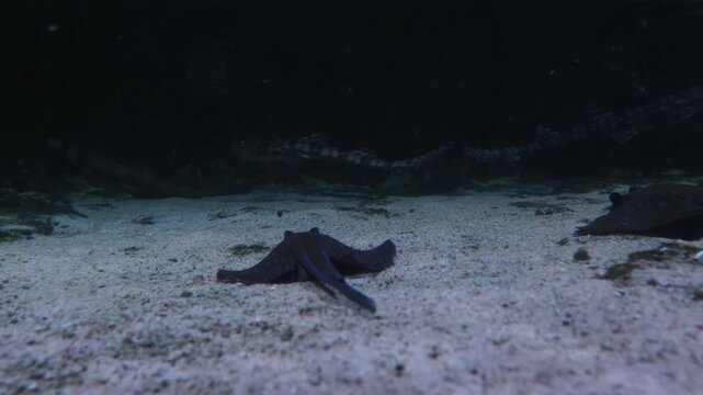 Blue-spotted stingray swims on Sandy Bottom, Oceanarium, Cinematic 4K