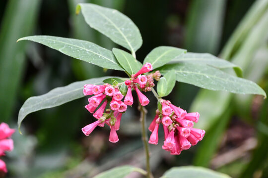 ケストルム・ファスキクラツム　Cestrum fasciculatum