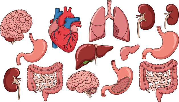 Human Internal Organs Anatomy Vector Set with Brain Heart Lungs Kidneys Stomach Liver Intestines and Digestive System for Medical Education Biology and Health Design Projects