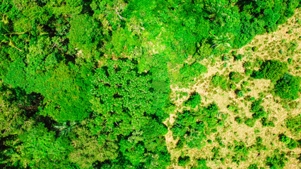 Amazon Forest and Conscious Cattle Ranching in Apu&iacute;