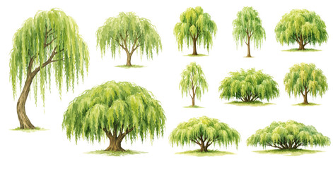 A charming watercolor collection of willow trees with flowing green branches and lush foliage for botanical tree illustrations and landscape design. © liana