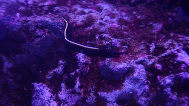 Ribbon Eel resting on coral reef in Indonesia (Sony A7M4, 4K)