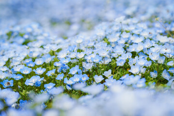 Beautiful Nemophila flowers sway in the wind on a fine spring day